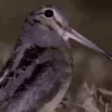 Meep