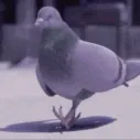 Pigeon Dance