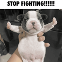 stop fightingggsugar