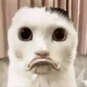 cooked cat