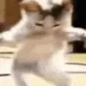 Dance katto