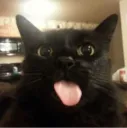 Kitty tongue