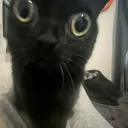 Shocked cat