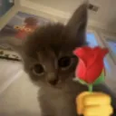 Flowercat