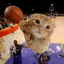 Kat 