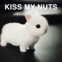 Kih ma nuts