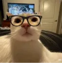Nerd kitty