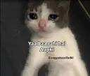 Missu