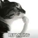 cat think