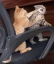 fight