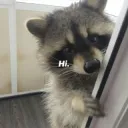 hi