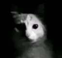 cat scared