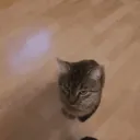 Think fast chuckle nut