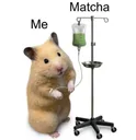 hamster_matcha