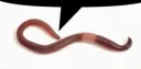 Worm said