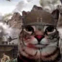 war cat