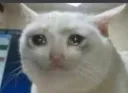 sad cat