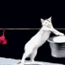 cat be doing the laundry