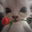 bbg