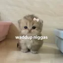 waddup (.gg/kitten)