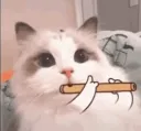 Silly flute cat