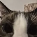 Voices .gg/vertasion