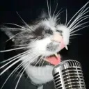 Singing cat 