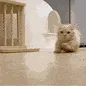 cat run