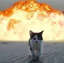 boomcat