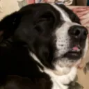 Knocked out_oreo_dns