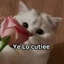 ye_lo_cutiee_