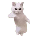 dancing cat