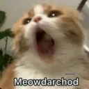 Cat meme 