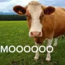 Mooo