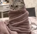 cat burrito