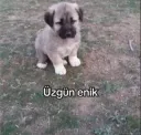 üzgün enik