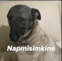napmisimkine