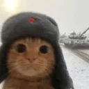 Winter Cat