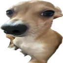 Confused Dog