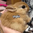 umpkin