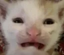 cat cry