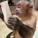 monkey reading