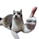 Like لايك نعم صح true