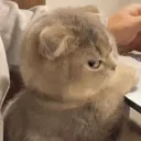 upset cat