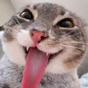 cat tongue
