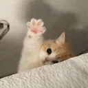 wave