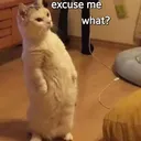excuse me what?