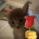Cat Rose