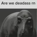 Are we deadass right now