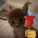 cat flower